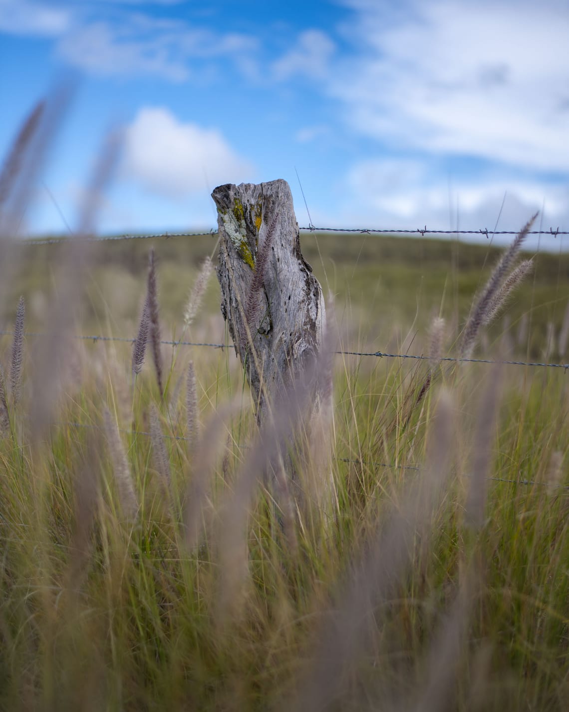 Waimea, 2019